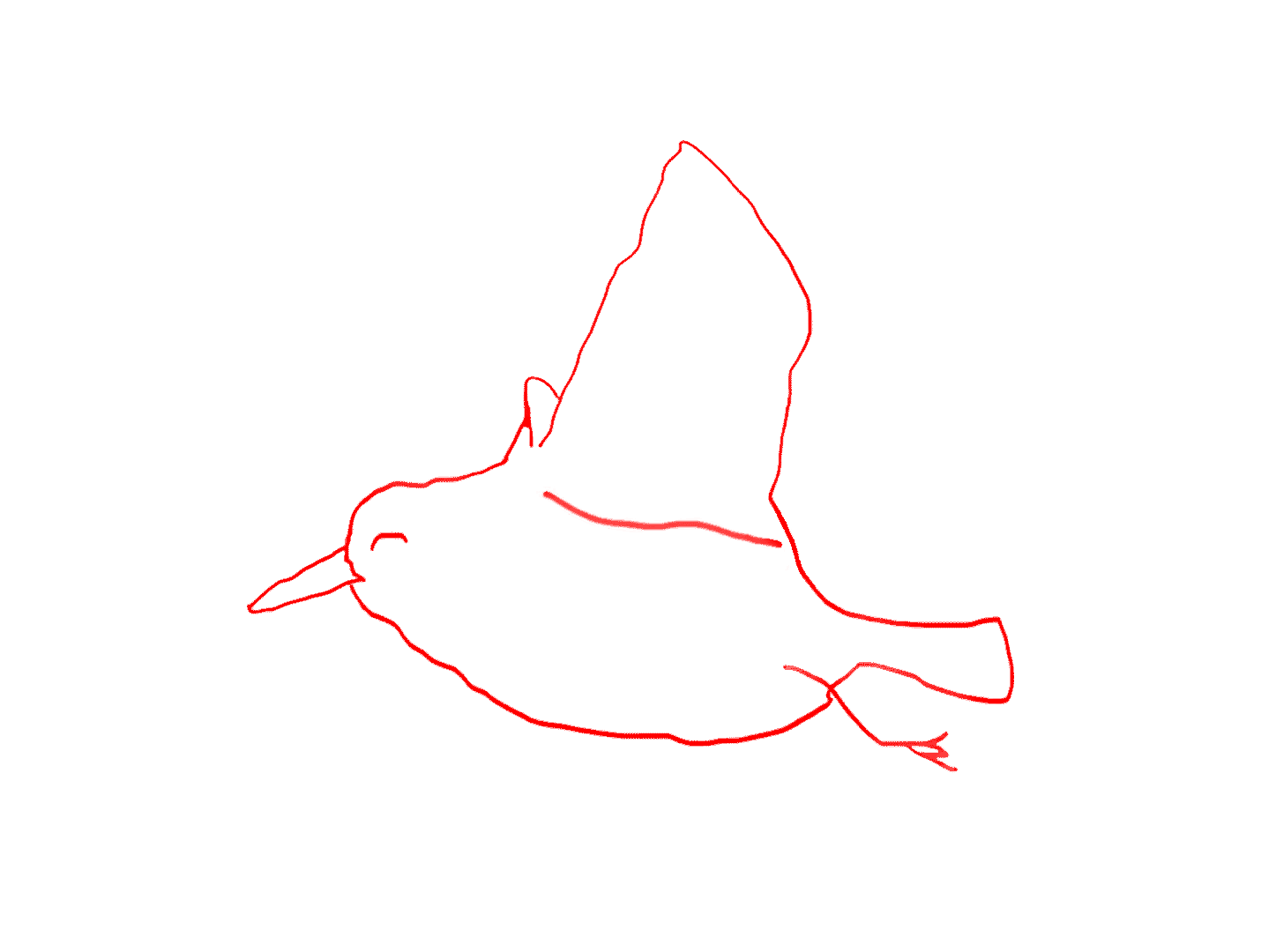 Red Knot Bird